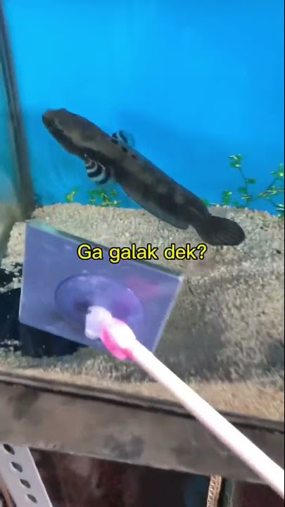 Kok Ikan Channa nya ga galak sih 😡 #channa #snakehead #ikanchanna #ikan #aquarium