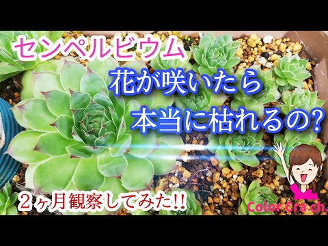 多肉植物 センペルビウム 花が咲いたら本当に枯れるの ２か月の成長の記録 Sempervivum Succulent Youtube