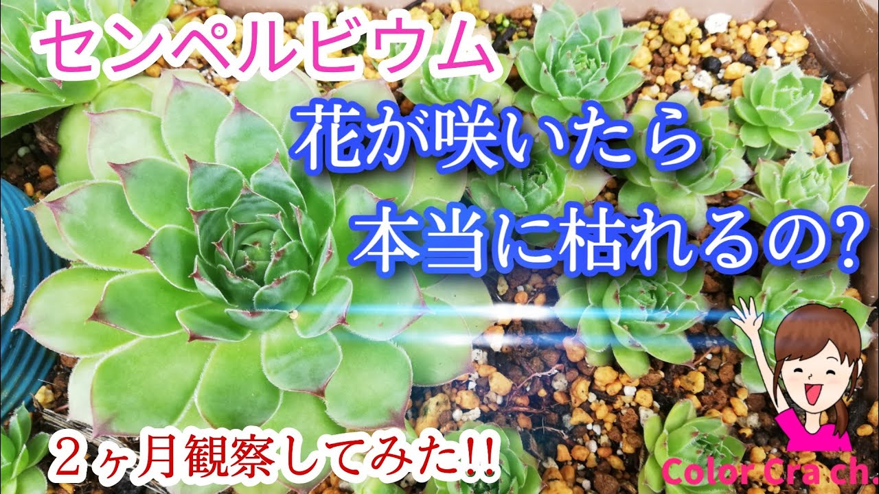 雪国の多肉 センペルビウム 花が咲いたら本当に枯れるの ２か月の成長の記録 Sempervivum Succulent Youtube