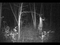 8-Point Buck Makes a Scrape! - Trail Camera - Deer Hunting