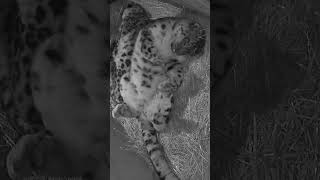 ADORABLE snow leopard snuggles 🧡🐾 #shorts