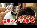 子猫のぽてとに猫用ベッドを買ってみたが…