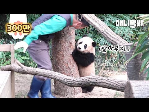 엄마 판다가 아기 판다를 사랑하는 특별한 방법ㅣSpecial Way <strong>Of</strong> How <strong>Mama</strong> Panda Loves Her Baby