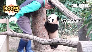 Special Way Of How Mama Panda Loves Her Baby