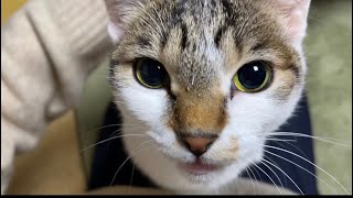 オレの彼女(猫)は天使。/My girlfriend is a cat but an angel