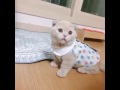 Cute little cat playing will make you feel happy