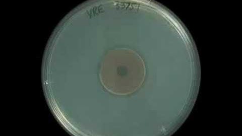 Enterococcus faecalis (VRE) - Zonex