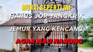 MURAI SEPERTI INI HARUS DI JOR JANGKRIK DAN JEMUR YANG KENCANG