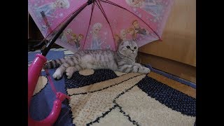 Шотландская вислоухая Кошка под Зонтом 😻Игры с Кошкой Хлоя Scottish Fold Cat Коты и кошки Шотландская вислоухая Кошка под Зонтом 😻Игры с Кошкой Хлоя Scottish Fold Cat Коты и кошки