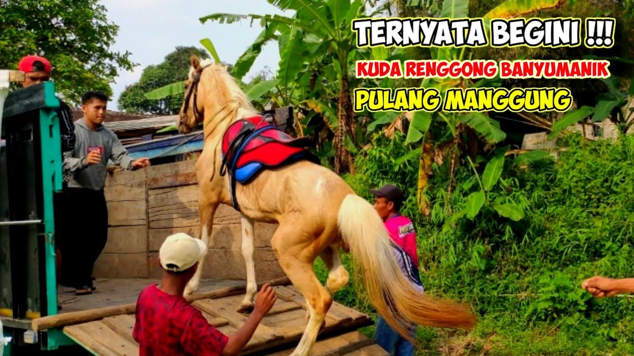 Ternyata Begini !! Kuda Renggong Banyumanik Ketika Pulang Manggung Sampai Naik Truk