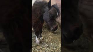 SWEET CINDERELLA COULD USE SOME PRAYERS…