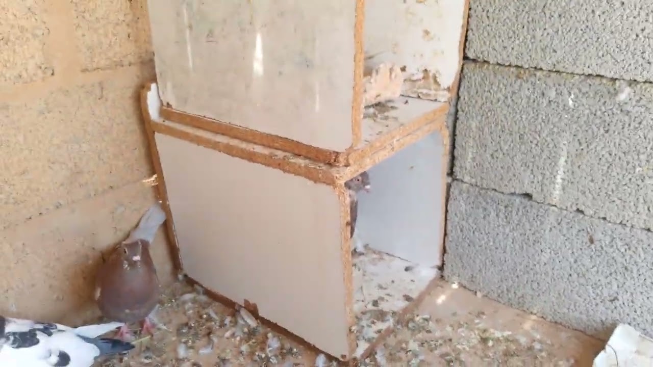 @وجدة _الحمام_في_كارثة_بعد_السفر.