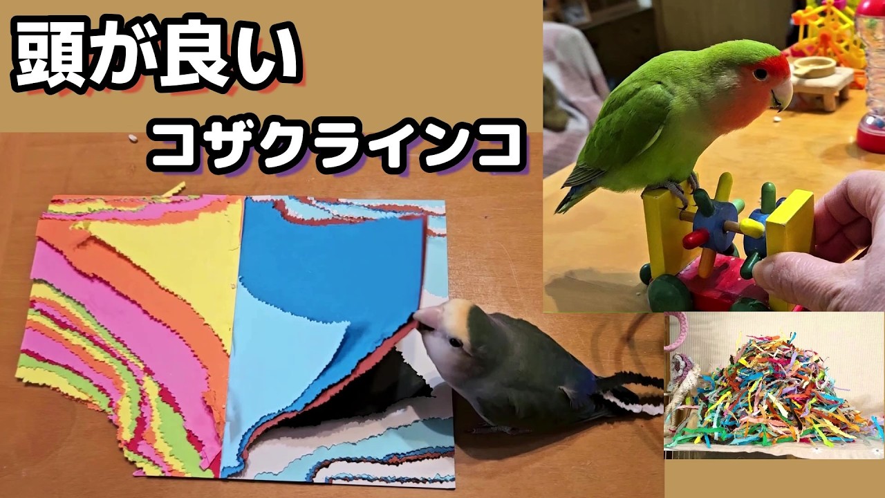 【賢いコザクラインコと芸術家のコザクラインコ】#コザクラインコ#インコ#lovebirds