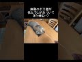 無敵のボス猫と言われたピースケが怯えたもの?【元野良猫ピースケ】 #shorts #初老夫婦とねこ #元野良猫 #ピースケ