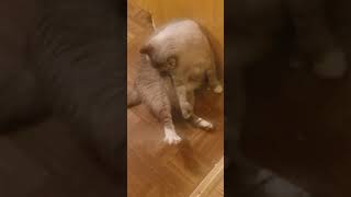 Daddy cat is getting a little chonky / overweight.  Trying to clean himself but can't reach or bend by Kurt Smolek 145 views 2 years ago 2 minutes, 26 seconds