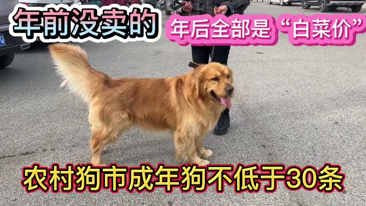 农村狗市成年犬不低于30条 年前没卖的 年后全部 白菜价 Youtube 农村狗市成年犬不低于30条 年前没卖的 年后全部 白菜价 Youtube