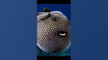 Puffer Fish are insanely Poisonous | animal facts #shorts