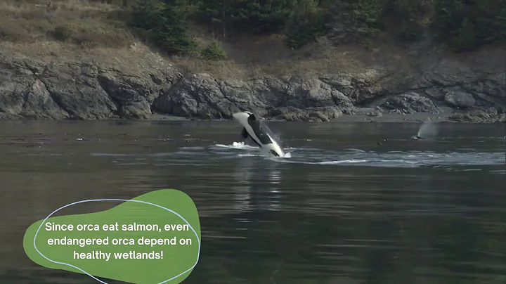 Wetlands are vital for fish and even orca