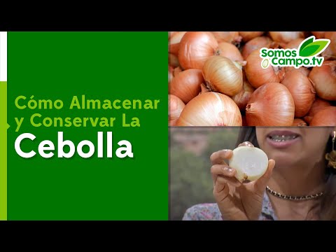 Video: Cómo Almacenar Cebollas