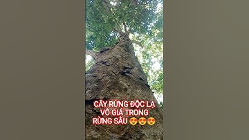 CÂY RỪNG ĐỘC LẠ VÔ GIÁ TRONG RỪNG SÂU ĐẠI NGÀN.