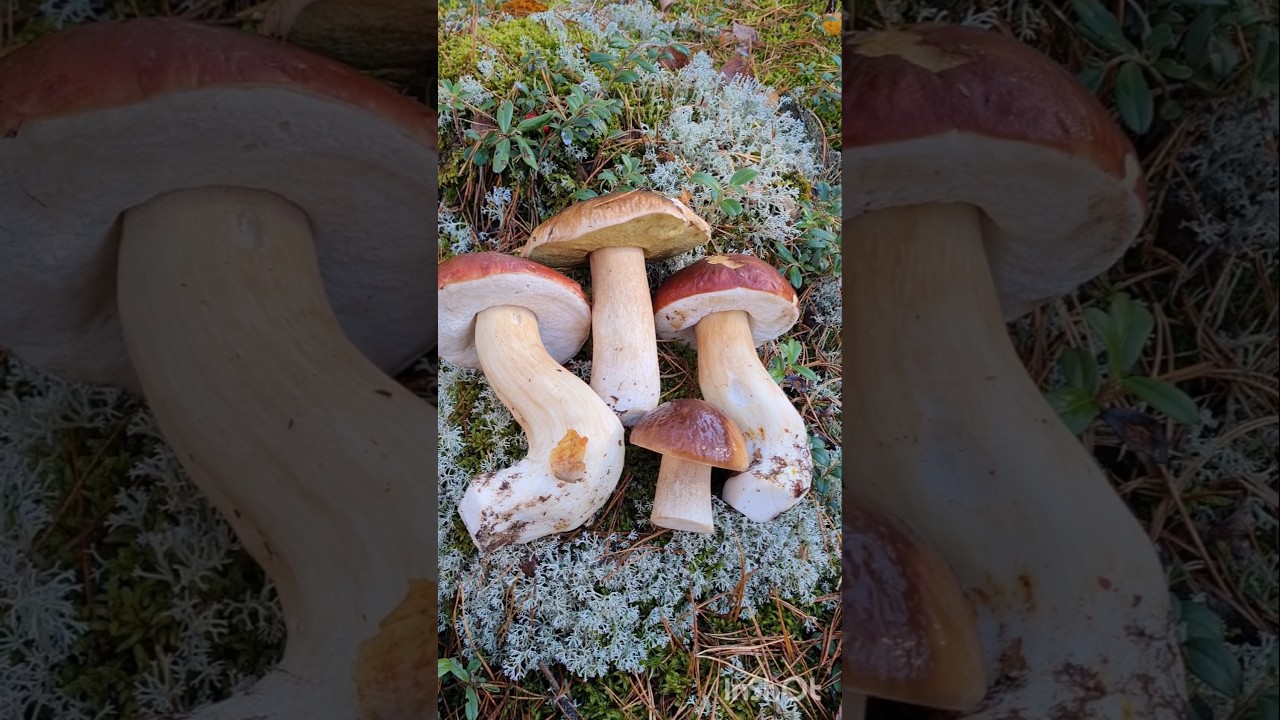 БОРОВИК СОСНОВЫЙ (Boletus pinophilus) эмоции грибника. ШОК в лесу ‼️ 
