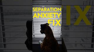 How to help any dog overcome separation anxiety. (AND ACTUALLY ENJOY THEIR ALONE TIME!)  #dogtrainer