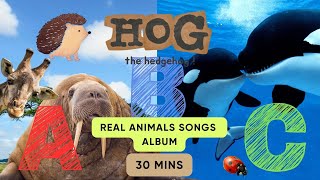 ABC Real Animals Song Album | 30 mins | 500+ animals | Learn #abcd  #english  and #animals for #kids