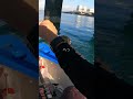 ここに生きたアジを放り込むと…