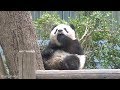 2018/04/14（306日齢） 可愛すぎるアクビ♡寝起きのシャンシャン