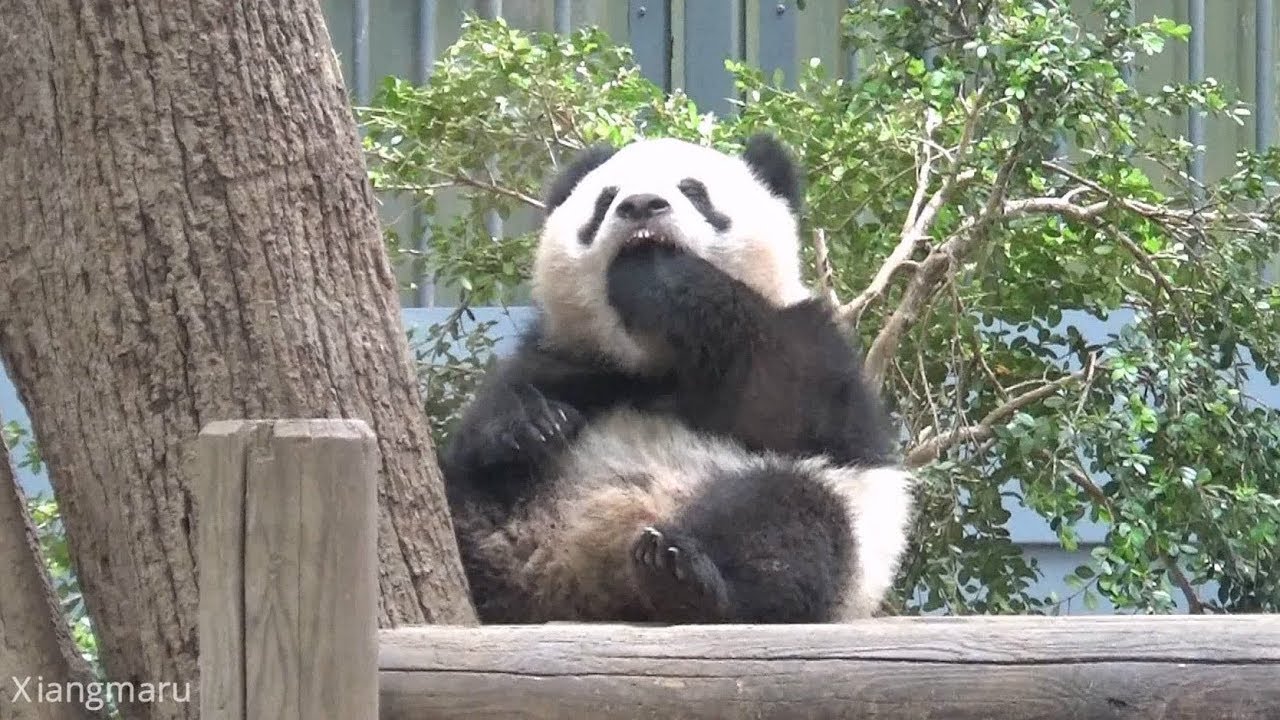 2018/04/14（306日齢） 可愛すぎるアクビ♡寝起きのシャンシャン - YouTube