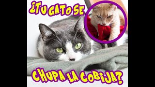 ¿Por qué mi gato se chupa las sabanas?