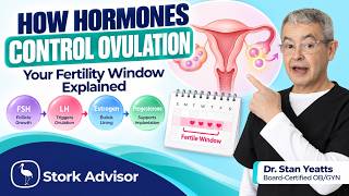 How Hormones Control Ovulation: Your Fertility Window Explained