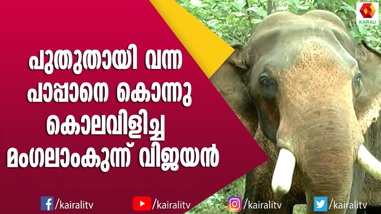 ആനപ്പകയുടെ പ്രതിരൂപമായ മംഗലാംകുന്ന് വിജയൻ | E for Elephant | Mangalamkunnu Vijayan | Kairali TV