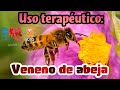 Uso terapéutico del veneno de abejas, descubre sus componentes y pruebas científicas