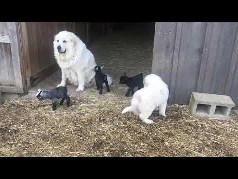 Great Pyrenees and Pygmy Goats