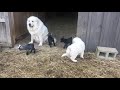 Great Pyrenees and Pygmy Goats