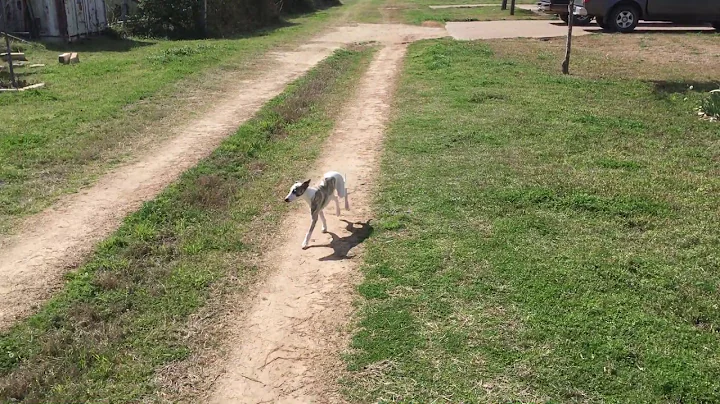 3 month old Whippet:  Willow