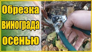 картинка: ПОСМОТРЕВ ЭТО ВИДЕО ВЫ БУДЕТЕ АСОМ В ОБРЕЗКЕ ВИНОГРАДА! /  КАК ПРАВИЛЬНО ОБРЕЗАТЬ ПРИКОПНОЙ ВИНОГРАД