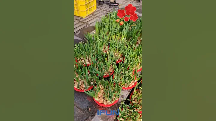 How do Chinese celebrate the Spring Festival #shorts