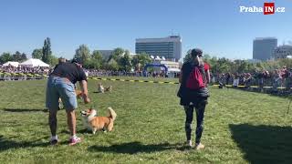 3. oficiální závod psů Corgi race cup 2024