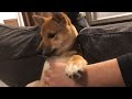 柴犬（豆柴）みかん｜やきもちを焼く甘えん坊な子犬