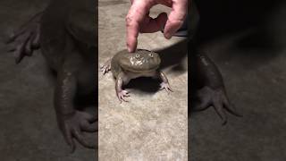 kodok katak#shorts #funny #funnyvideo