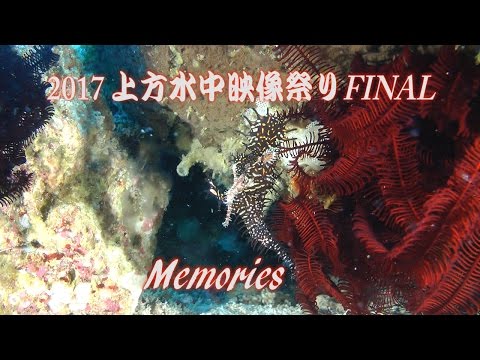 上方水中映像祭り　Memories　 捕食　産卵　オムニバス映像　Spiny chromis
