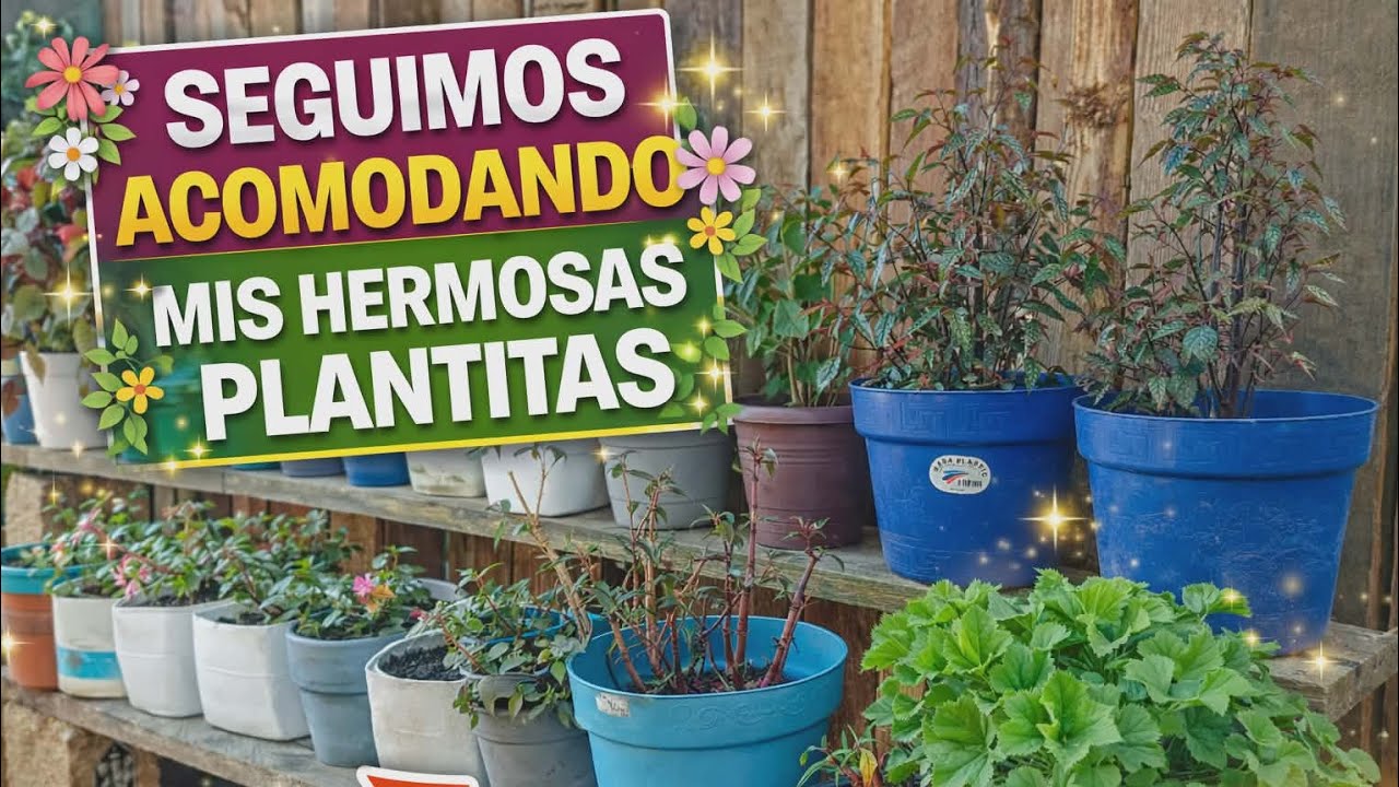 Así va quedando mi rincón de plantitas 🌸🌿 | Seguimos acomodando