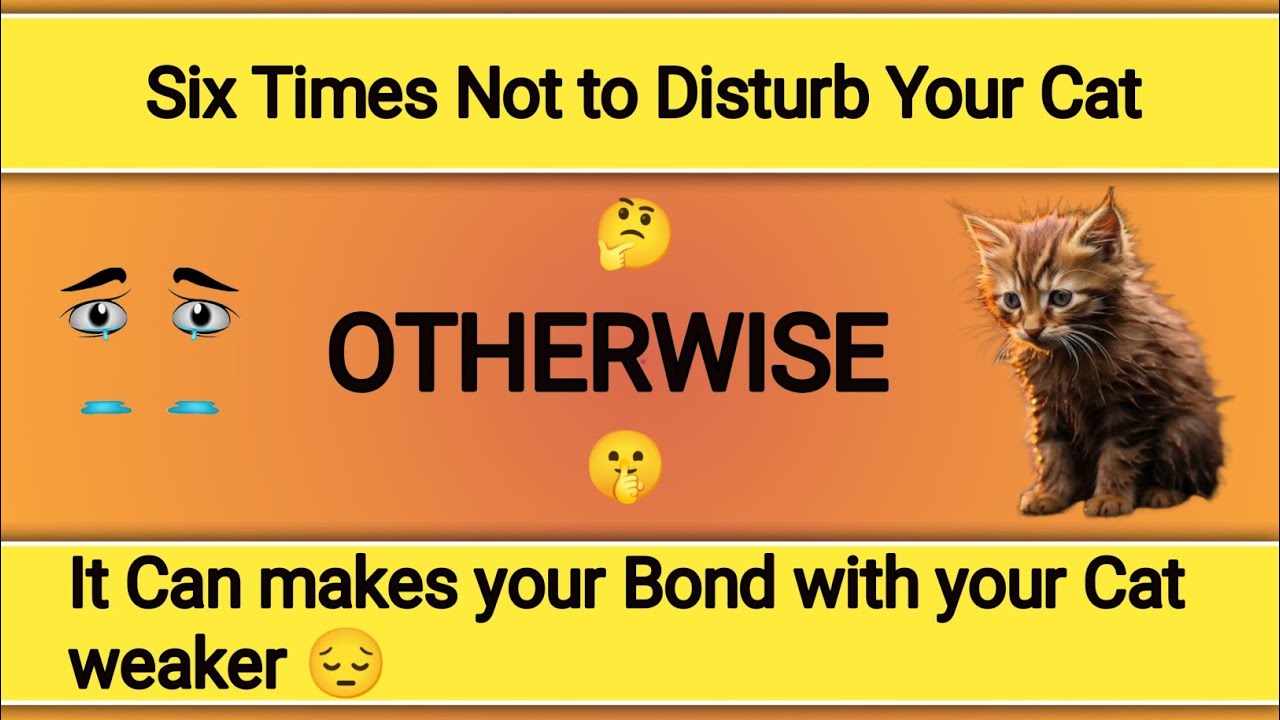 cat behavior explained | cat behavior change | human behavior cats hate