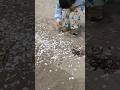 うなちゃん、綺麗な貝を探すぞ〜♥