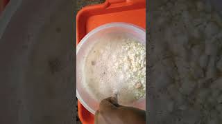 Fermenting Chicken Feed Using Corn(Maize) 👍 Good For Chickens