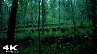 4K Trees-Filled Village Rain Walk | Soothing Downpour & Leaf Drips for Sleep & Focus