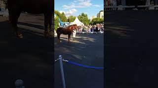 Выставка лошадей, Москва, Парк Дружба, 30 июля 2023 года, русский тяжеловоз