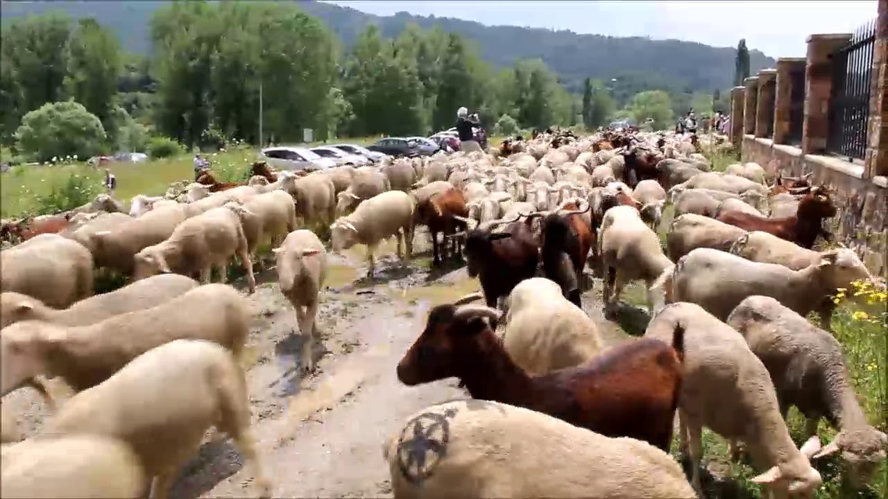 Trashumancia Prioro 2018